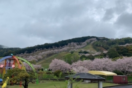 桜の季節です